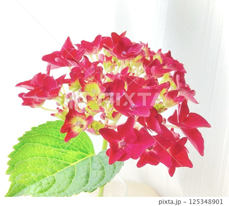 華やかな紫陽花と、あざやかな緑葉 125348901