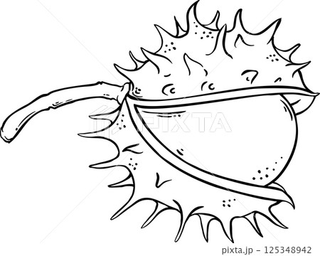 Chestnut Nut Outline Illustration Chestnut Nut Outline Illustration 125348942