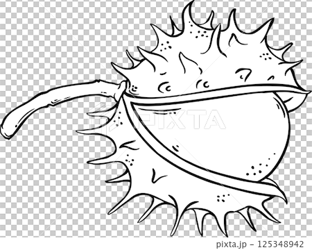 Chestnut Nut Outline Illustration Chestnut Nut Outline Illustration 125348942