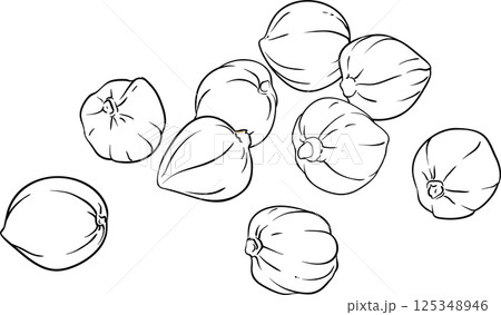 Kukui Nuts Outline Illustration. Kukui Nuts Outline Illustration. 125348946