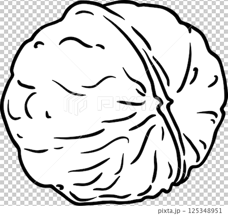 Walnut Outline Illustration. Organic natural nutritional healthy food ingredient, vegetarian diet product.  125348951