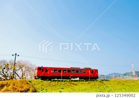 桜咲く春の岩徳線を走るレトロなディーゼル列車 125349002