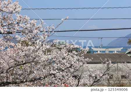 桜の季節、香川県三豊市三野町の海上に浮かぶ子供の守り神「津嶋神社」 桜の季節、香川県三豊市三野町の海上に浮かぶ子供の守り神「津嶋神社」 125349006