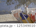 シャウエンの猫 125349010