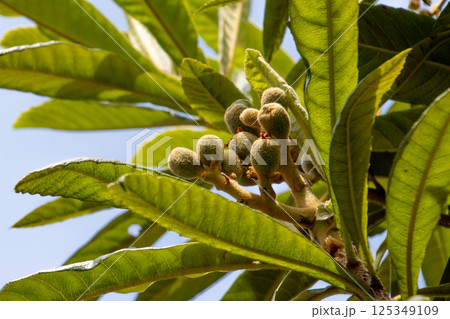 膨らみ始めたビワの実 膨らみ始めたビワの実 125349109