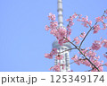 【東京】桜 125349174