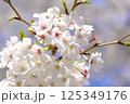 桜 125349176