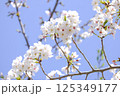 桜 125349177