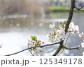 桜と不忍池 125349178