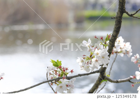 桜と不忍池 125349178