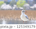 【東京】ユリカモメと不忍池 125349179