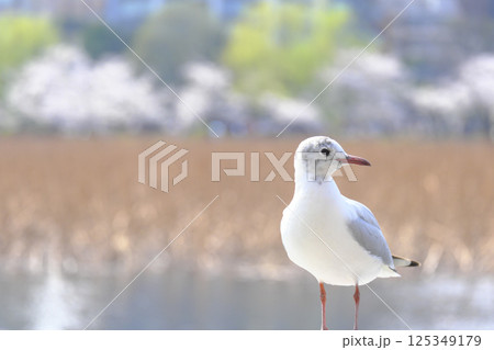 【東京】ユリカモメと不忍池 【東京】ユリカモメと不忍池 125349179
