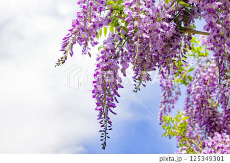 青空と白い雲と藤棚の爽やかな紫色の藤の花 125349301