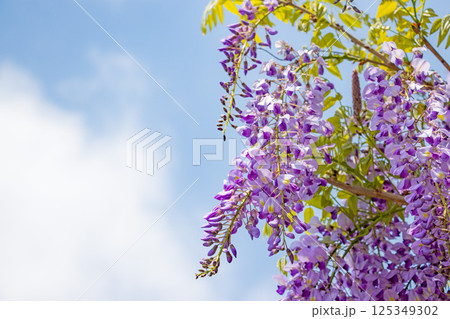 青空と白い雲と藤棚の爽やかな紫色の藤の花 125349302