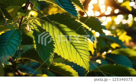 桑の葉と光が差し込む様子 桑の葉と光が差し込む様子 125349373