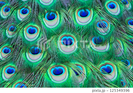 peacock feathers as background 125349396