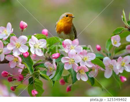 Little bird perching on branch of blossom apple tree with pink flowers. Robin. Erithacus rubecula 125349402