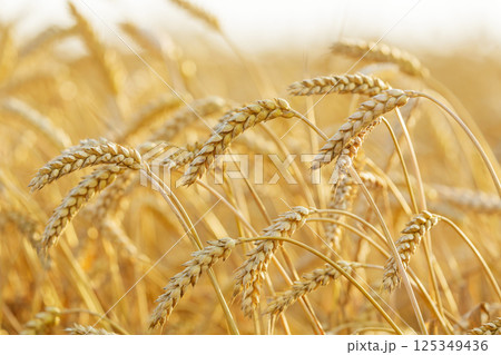 Wheat field. Close up of ripping wheat ears. Crop field 125349436