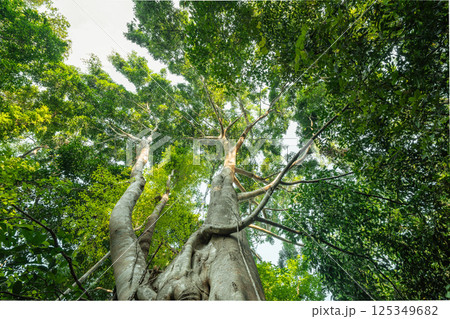 Trees from the bottom corner, forest and carbon reduction concept for sustainable environment 125349682