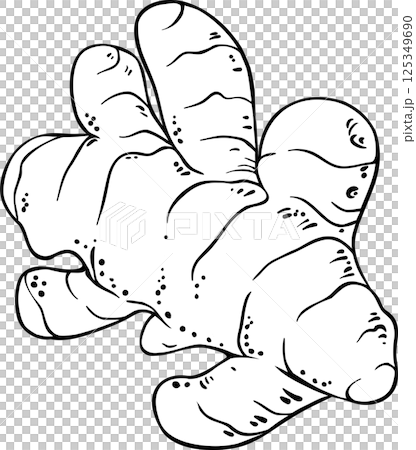 Turmeric Root Outline Illustration Turmeric Root Outline Illustration 125349690