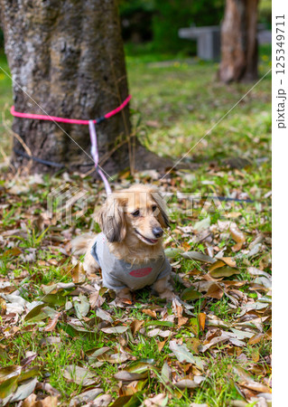 公園で遊ぶ愛犬 カニンヘンダックスフンド 公園で遊ぶ愛犬 カニンヘンダックスフンド 125349711