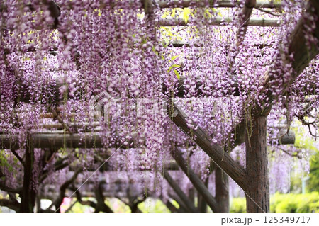 藤の花のカーテン 藤の花のカーテン 125349717