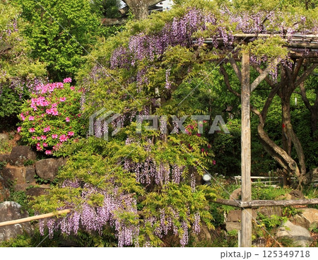 藤の花とツツジ 藤の花とツツジ 125349718