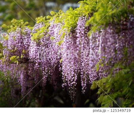 朝日に照らされた藤の花 朝日に照らされた藤の花 125349719