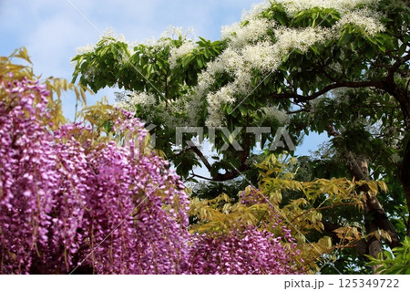 藤の花とナンジャモンジャの木 125349722