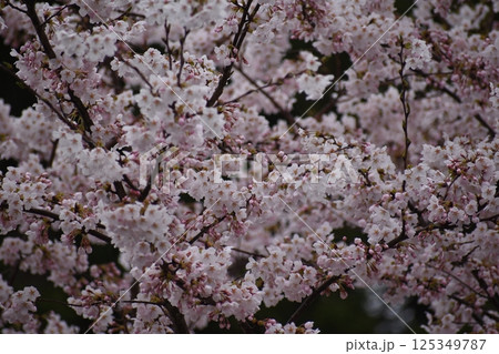 桜 桜 125349787