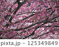 寒緋桜 125349849
