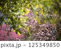 ミモザと桜 125349850