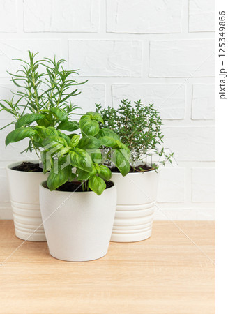 Fresh herbs growing in white pots on wooden table Fresh herbs growing in white pots on wooden table 125349866
