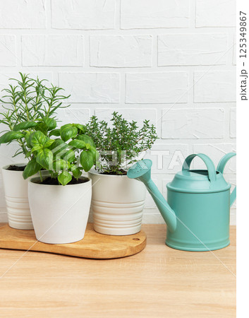 Fresh herbs growing in pots with watering can on wooden table 125349867