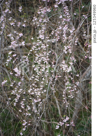 桜 桜 125349960