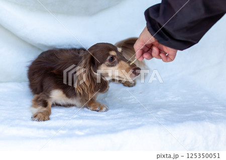 カニンヘンダックスフンド 成犬 チョコイエロー カニンヘンダックスフンド 成犬 チョコイエロー 125350051