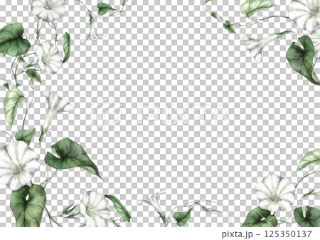 Morning glory plant with white funnel-shaped flowers and green leaves. Watercolor rectangular frame is perfect for botanical prints, wedding invitations, textile patterns and eco-style designs. 125350137