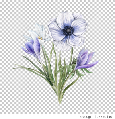 Anemone, purple and white crocus and green leaves. Delicate watercolor botanical bouquet on isolated background, suitable for greeting cards, wedding invitations, branding, packaging and spring design 125350140