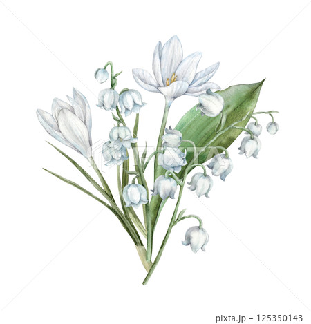 Bouquet of white crocuses, delicate lilies of the valley and green leaves. Botanical watercolor illustration for spring designs, wedding invitations, greeting cards, branding, packaging, textiles. 125350143