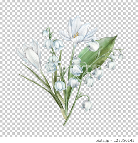 Bouquet of white crocuses, delicate lilies of the valley and green leaves. Botanical watercolor illustration for spring designs, wedding invitations, greeting cards, branding, packaging, textiles. 125350143
