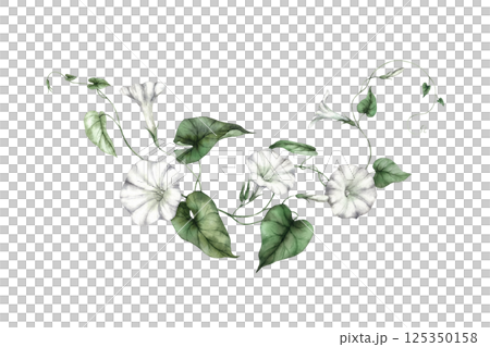 Morning glory plant with delicate white trumpet-shaped flowers and green leaves. Watercolor illustration is perfect for botanical prints, wedding invitations, textile patterns and eco-style designs. Morning glory plant with delicate white trumpet-shaped flowers and green leaves. Watercolor illustration is perfect for botanical prints, wedding invitations, textile patterns and eco-style designs. 125350158
