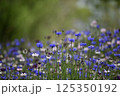 矢車菊 125350192