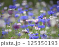 矢車菊 125350193