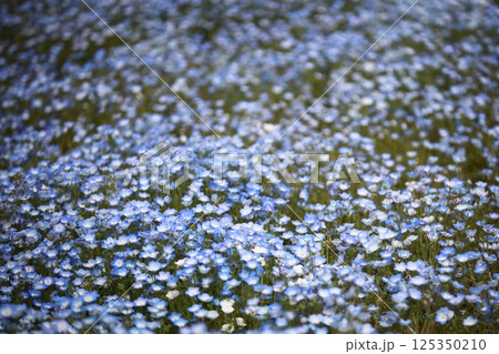 満開のネモフィラ 125350210