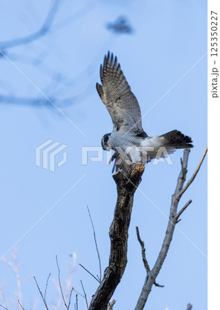 自然界の頂点オオタカ 125350227