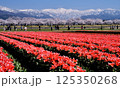 富山県朝日町の桜、北アルプス、チュリップの景観 125350268