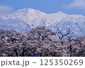 富山県朝日町の桜、北アルプス、チュリップの景観 125350269