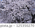 富山県朝日町の桜、北アルプス、チュリップの景観 125350270