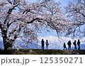 富山県朝日町の桜、北アルプス、チュリップの景観 125350271