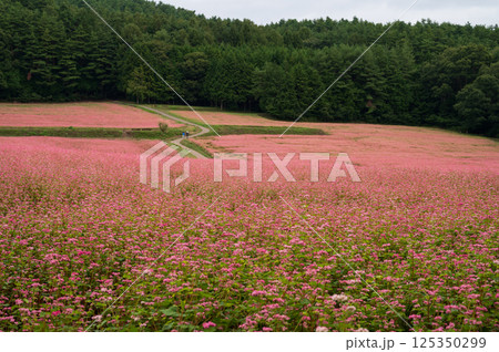 長野県 赤蕎麦畑 長野県 赤蕎麦畑 125350299